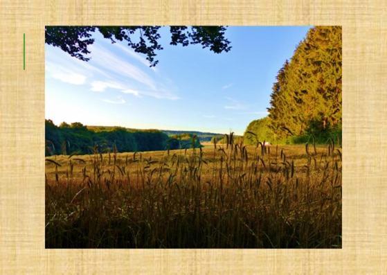 Gruenvogels Landgasthof Zum Gruenen Baum Oberzent Esterno foto